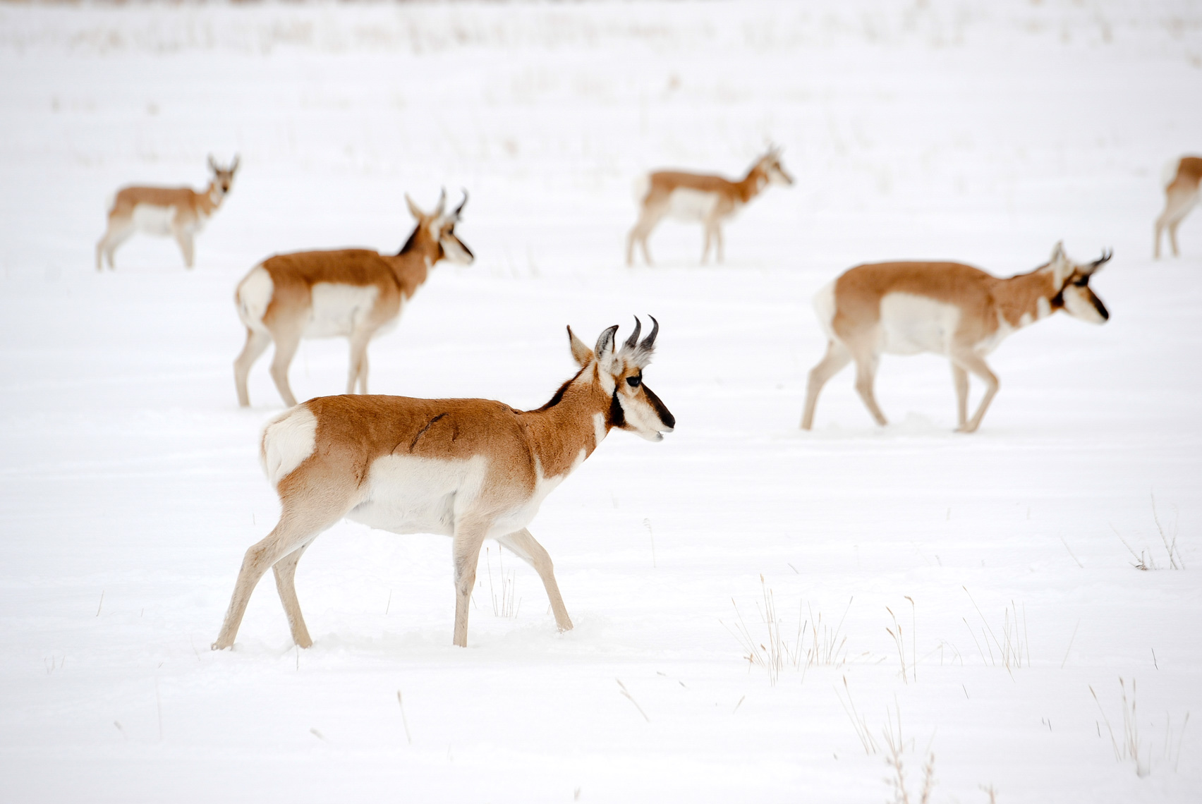 Herd of Montana antelope