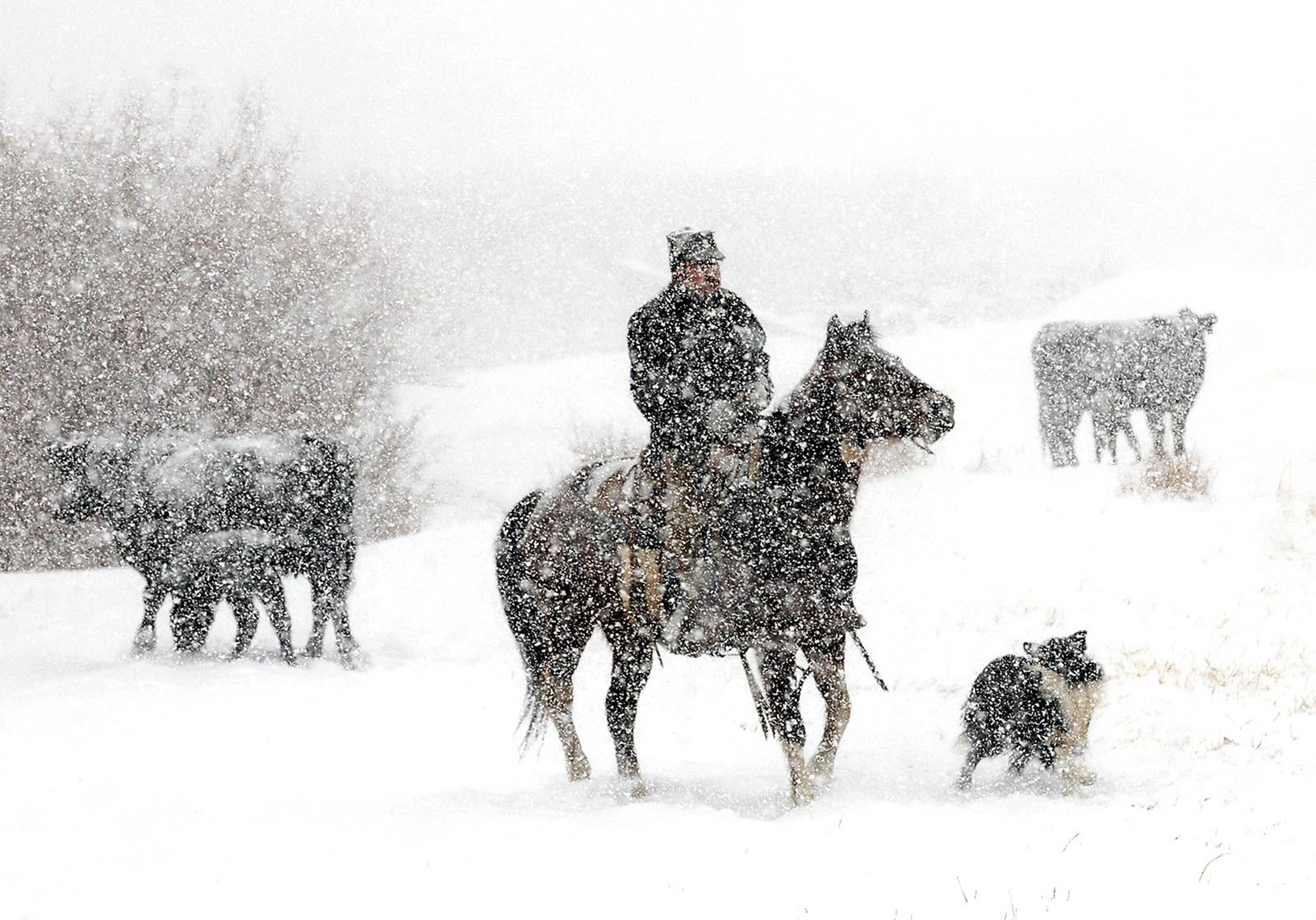 Calving-WebRes