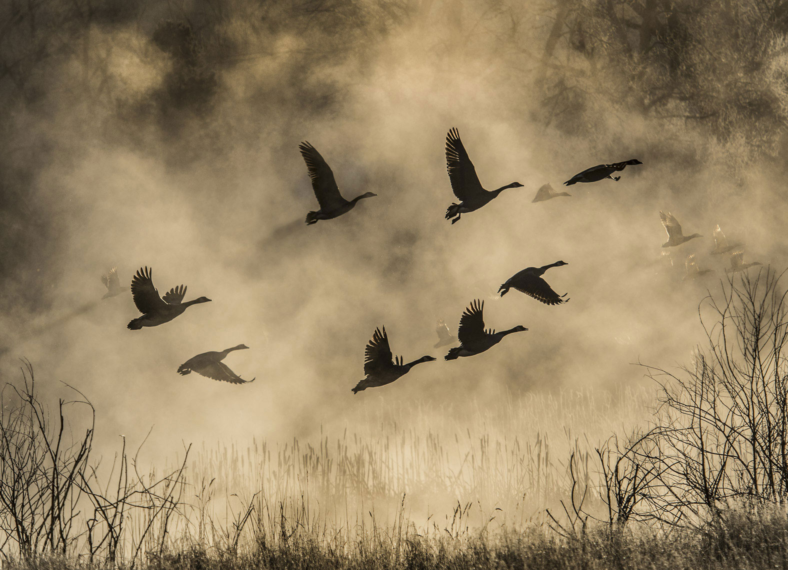Geese on Yellowstone River