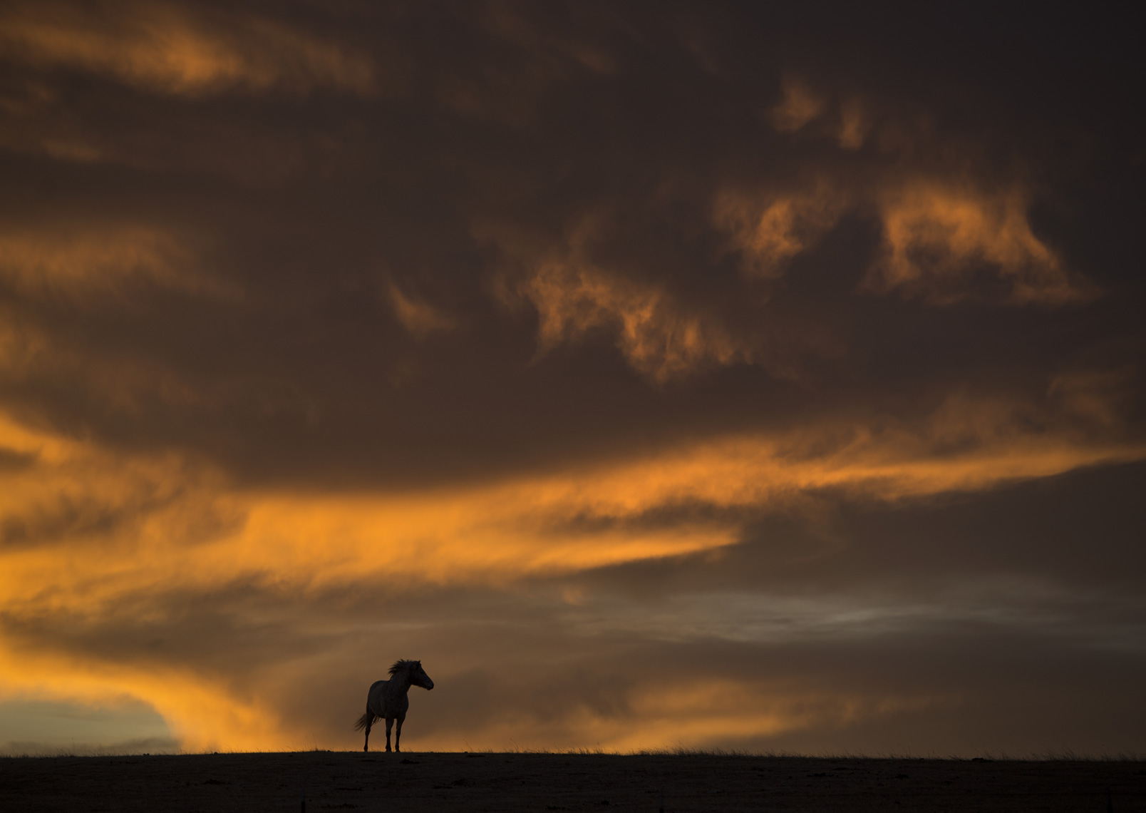 Montana Horse sunrise silhouette