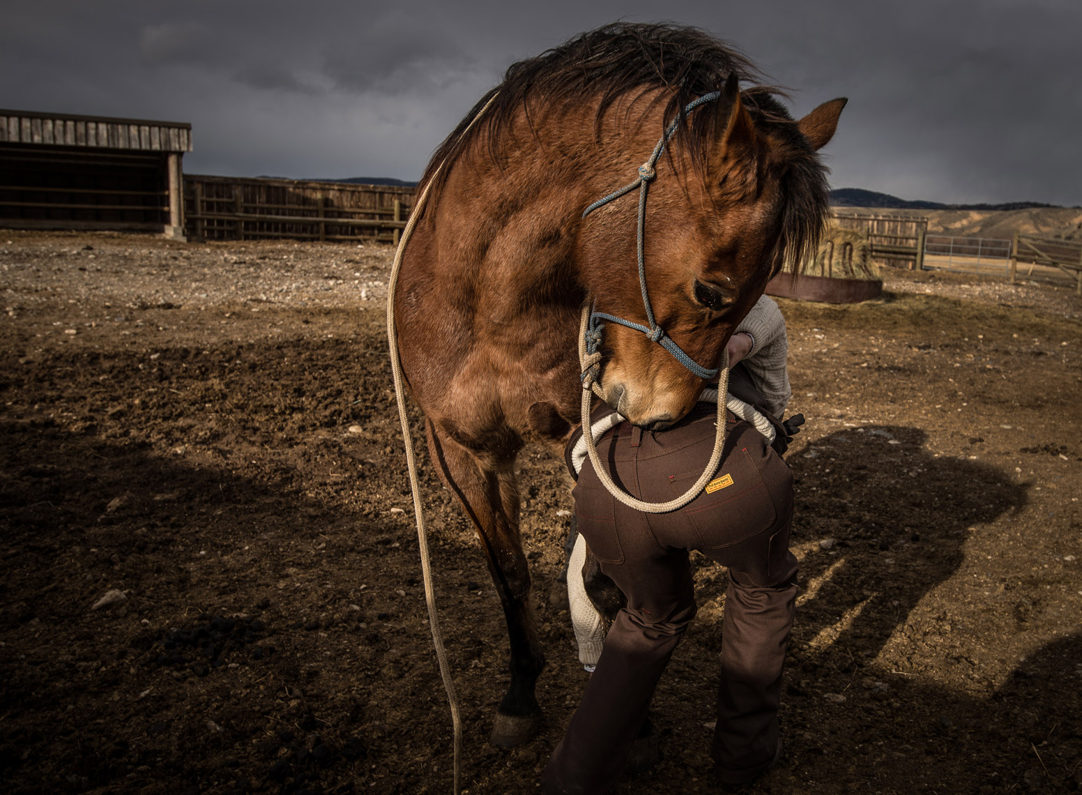 Horse and Red Ants Pants