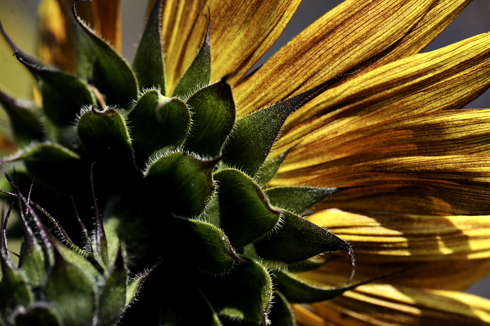 Sunflower_WebRes