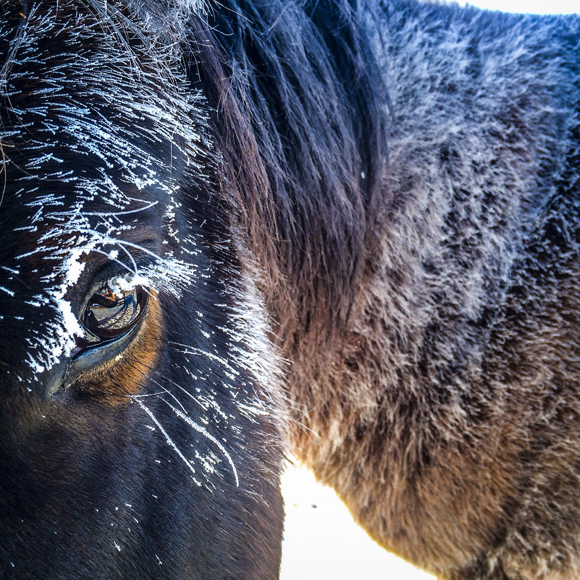 Winter-Horse_WebRes