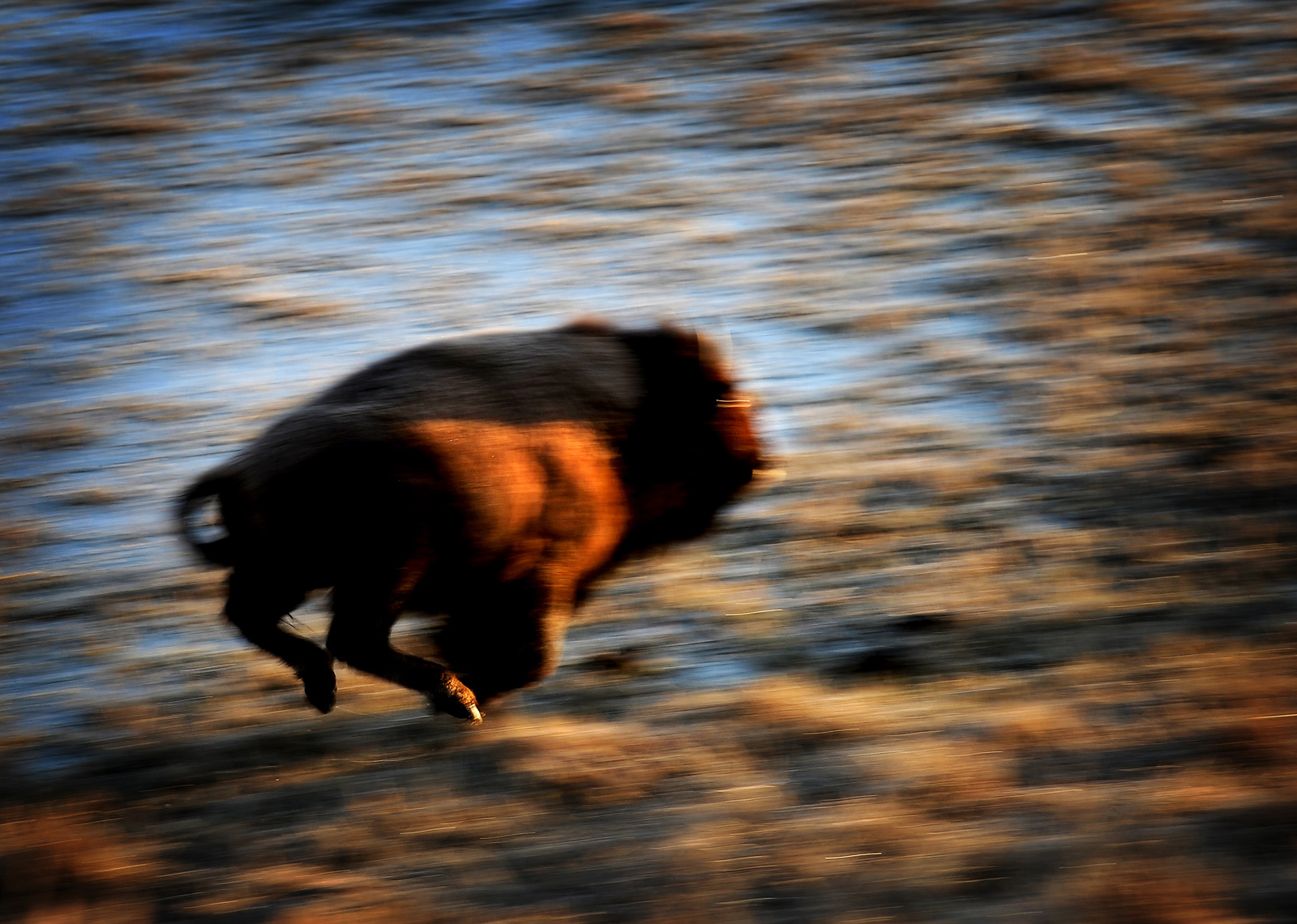 bison-1_WebRes